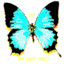 Shy Lusty Insect Albumcover