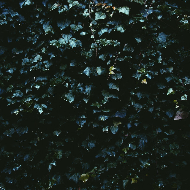 Wes Pendleton Photo