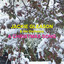 A Christmas Song cover